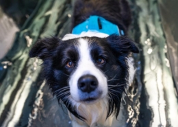 Canine Hydrotherapy