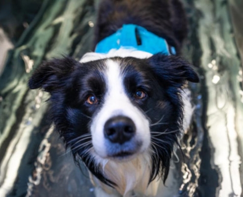 Canine Hydrotherapy