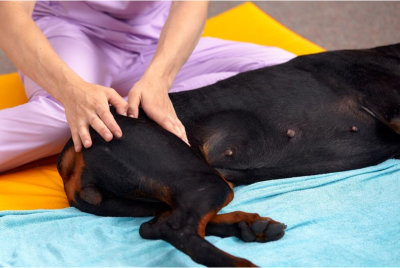 Canine Hydrotherapy