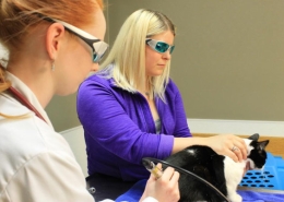 laser therapy for vet nurses