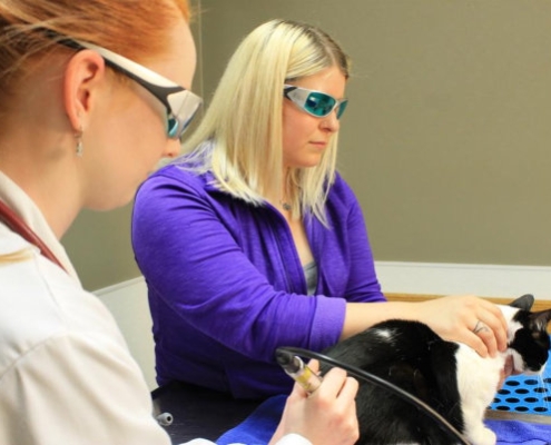 laser therapy for vet nurses