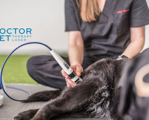 Doctor Vet Laser Therapy for Veterinarians