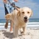 Stem Cell Therapy for Dogs